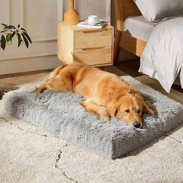 A golden retriever relaxes on a plush grey orthopaedic pillow in a cozy bedroom, next to a bedside table and bed.