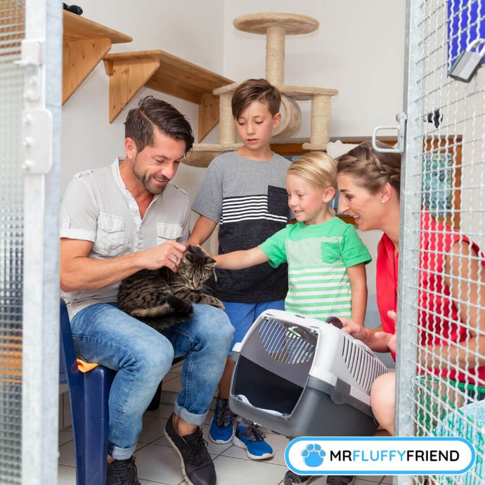 Black Cat Adoption: From Myths to Benefits