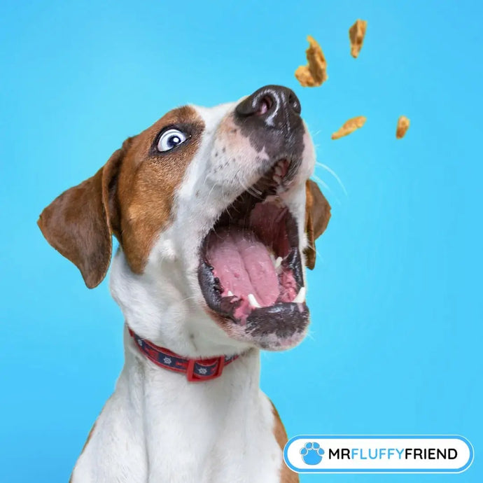Easy Holiday Dog Treat Recipes You Can Make