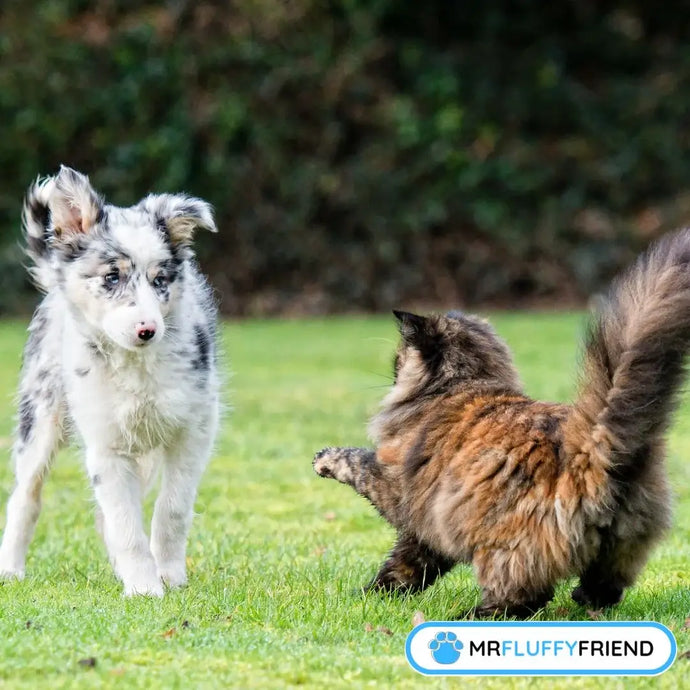 Revealing the Unexpected Worst Dog Breeds for Cats