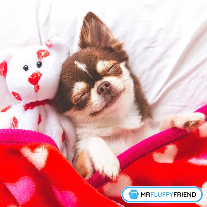 Interesting Dog Sleeping Positions When Sick: What They Reveal