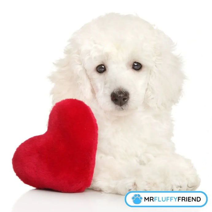 Valentine’s Special: Does My Dog Know I Love Him