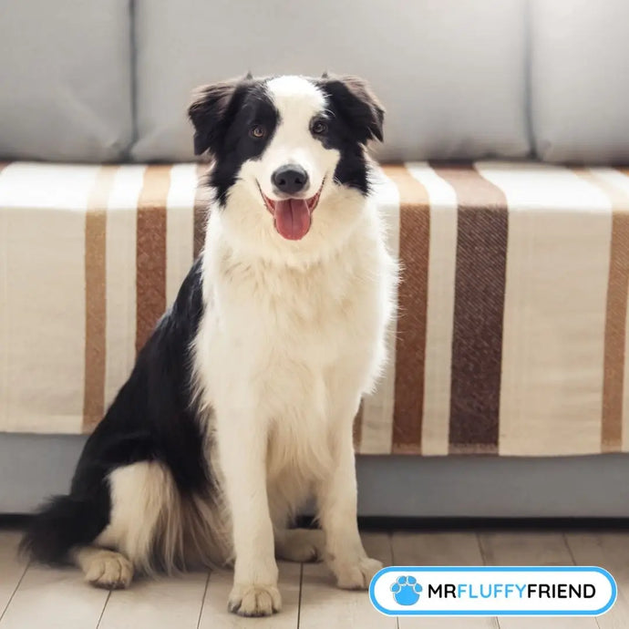 Tired of Messy Furniture? How To Keep Dog off Couch