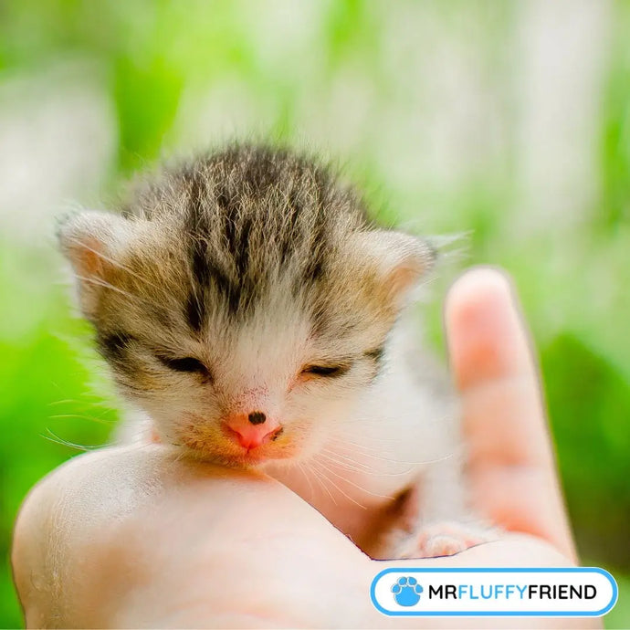New Kitten Checklist: What You Really Need