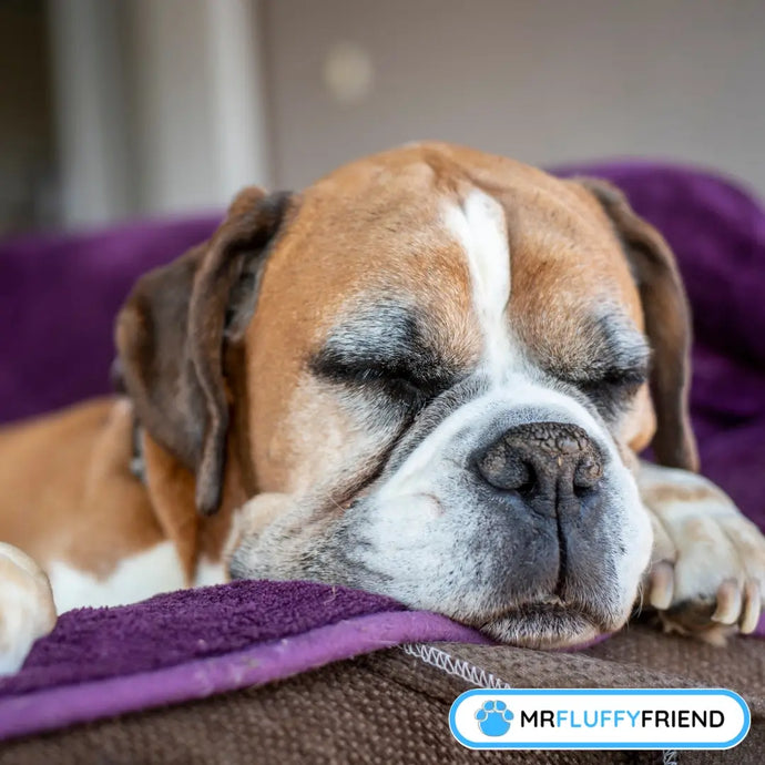 Senior Dog Sleeps All Day: Should You Worry?