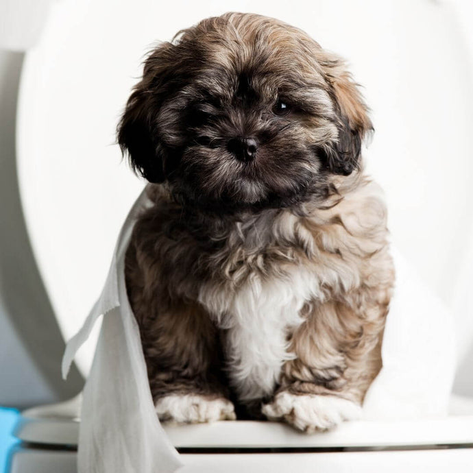 Top 10 Dog Breeds Hardest to Potty Train