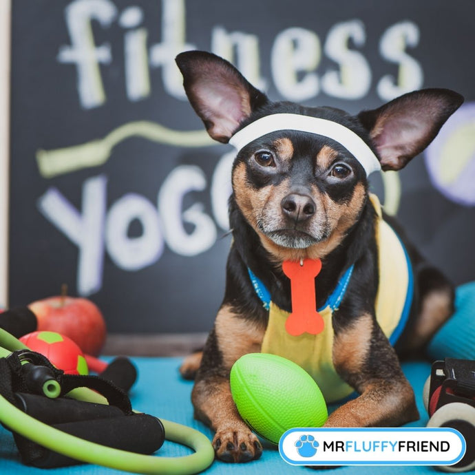 5 Reasons Why Dogs With Separation Anxiety Need Exercise