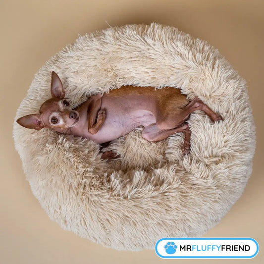 Small dog lying comfortably on its back in a round, white anxiety relieving dog bed.