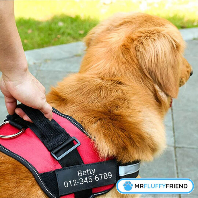 5 Reasons Why You Need a Dog Harness