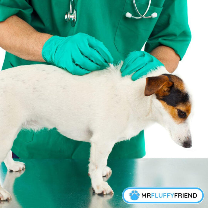 A Guide on How to Find Fleas on Dogs