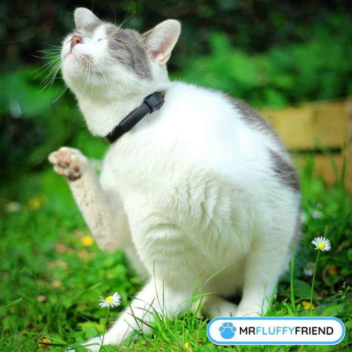 Can Cats Get Allergies? Common Allergens and Treatments