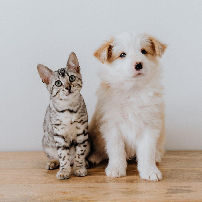 Which Is Better: Pet Sitting vs Pet Boarding?