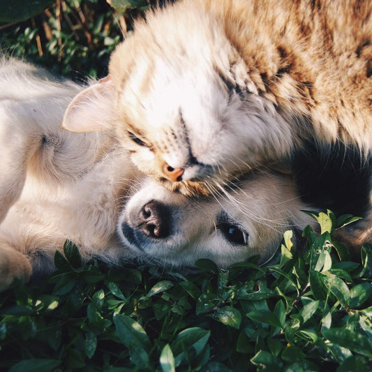 how to introduce a kitten to a puppy