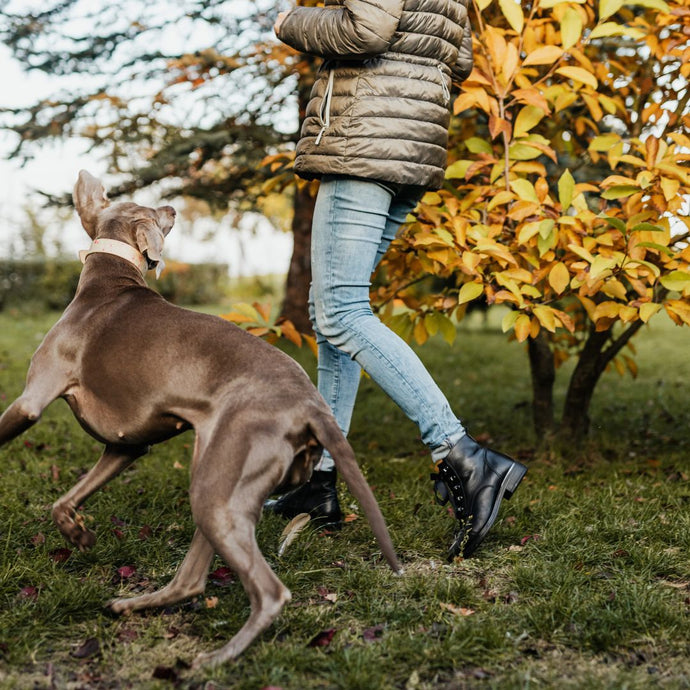 How to Stop Your Dog's Excessive Barking