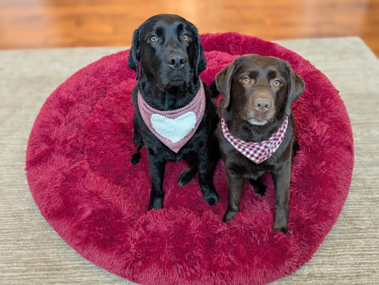 A black Labrador and a chocolate Labrador sitting side by side on a large round wine-red donut dog bed.